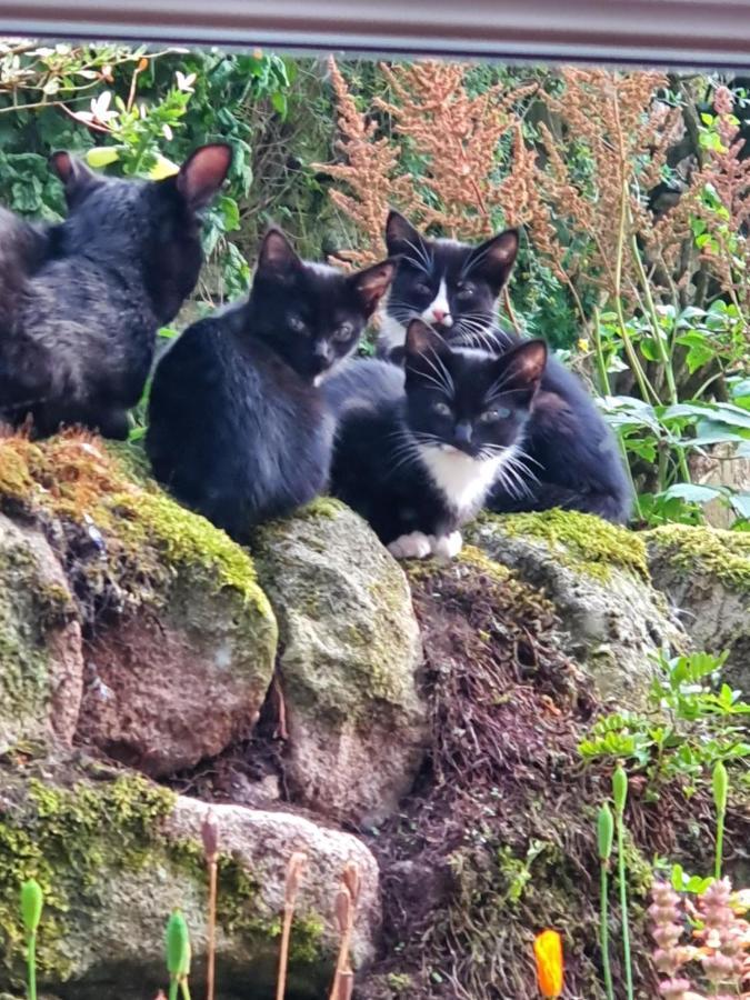 Howgill Farm Bolton Abbey アップルツリーウィック エクステリア 写真